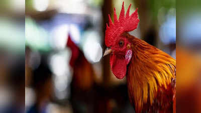 Rooster Terahvin: కోడిపుంజుకు అంత్యక్రియలు.. 500 మందికి భోజనాలు