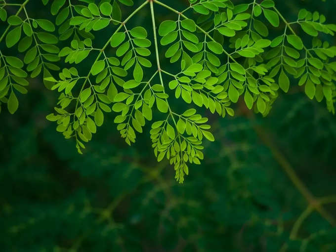 moringa leaves