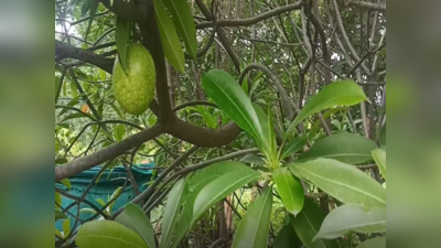 Suicide Tree: आम जैसा फल, कोबरा से भी ज्यादा खतरनाक, जानिए क्या है सुसाइड ट्री