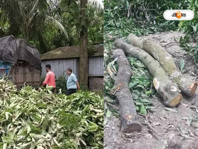 Santipur News: ফাঁকা গোটা আমবাগান! প্রশাসনের নাকের ডগায় অবাধে গাছ কাটা চলছে শান্তিপুরে