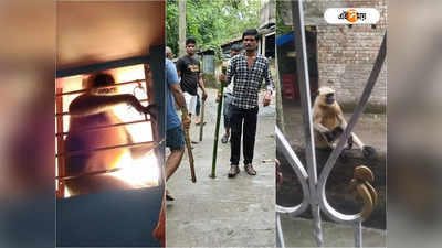 Purba Medinipur News: হনুমান ও শেয়ালের কামড়ে আহত ৩৮, আতঙ্কিত গ্রামবাসীরা