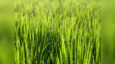Wheatgrass Benefits: തടി കുറയ്ക്കുവാന്‍ വീറ്റ് ഗ്രാസ്സ് ഉത്തമം