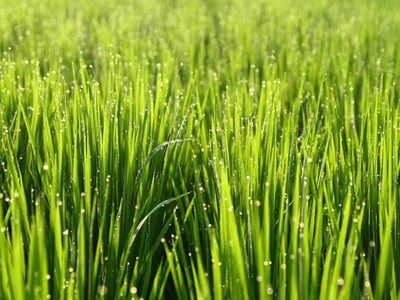 Wheatgrass Benefits: തടി കുറയ്ക്കുവാന്‍ വീറ്റ് ഗ്രാസ്സ് ഉത്തമം