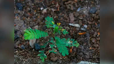 mukkuthi plant:കര്‍ക്കിടകക്കാലത്തെ മുക്കുറ്റിച്ചാന്തിന് പുറകില്‍....