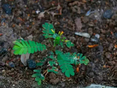 mukkuthi plant:കര്‍ക്കിടകക്കാലത്തെ മുക്കുറ്റിച്ചാന്തിന് പുറകില്‍....