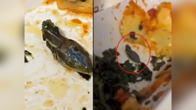 Video : विमानातल्या जेवणात सापाचं मुंडकं, एअर होस्टेसने दोन घास खाल्ले आणि...