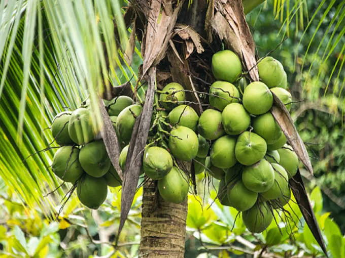 मकर राशि के लिए भाग्यशाली पौधा