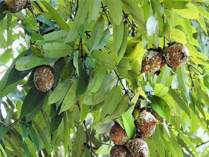 तुला राशि के लिए भाग्यशाली पौधा