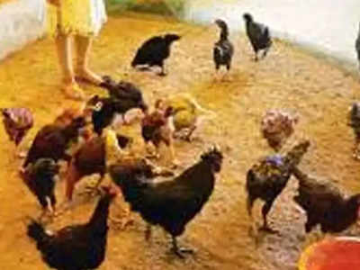 गावठी कोंबड्यांची विक्री तेजीत;गटारी अमावस्येनिमित्त खवय्यांची जोरदार तयारी
