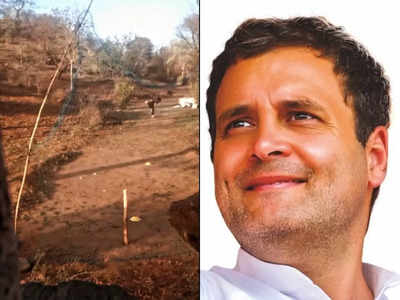 Rahul Gandhi: মাছের জাল দিয়ে তৈরি ক্রিকেট নেট! কিশোরের বোলিং প্রতিভায় মজে রাহুল গান্ধী, রইল ভিডিয়ো