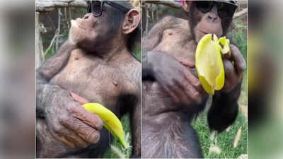 आंखों पर चश्मा पहन चिंपाजी ने स्वैग से खाया केला, वीडियो देख लोग बोले लाइफ ऐसी ही होनी चाहिए