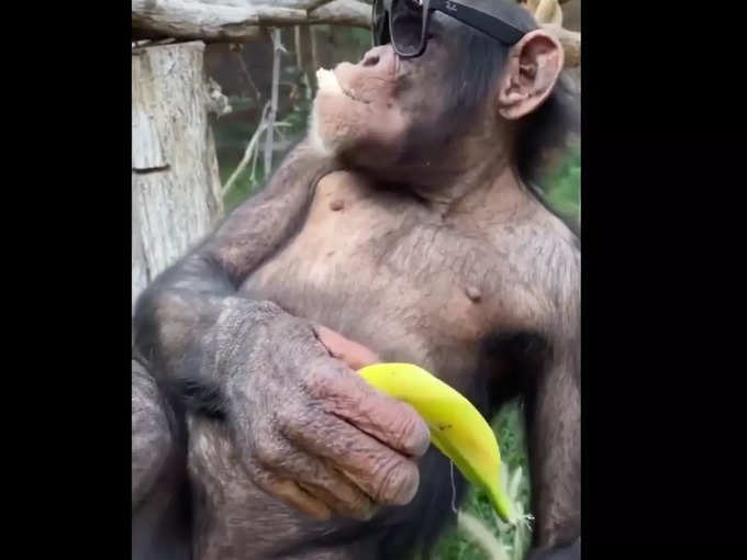 मौज से खा रहा है केला