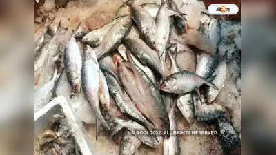 Bangladesh Ilish Fish Price: এক ট্রলারে ৯৯ মণ ইলিশ! বিক্রি কত লাখে? শুনলে চমকে উঠবেন