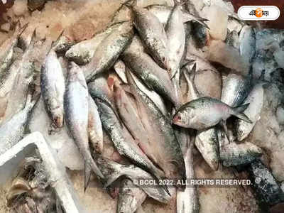 Bangladesh Ilish Fish Price: এক ট্রলারে ৯৯ মণ ইলিশ! বিক্রি কত লাখে? শুনলে চমকে উঠবেন