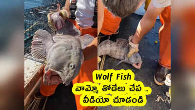 Wolf Fish : వామ్మో తోడేలు చేప .. ఎలా ఉందో .. వీడియో చూడండి