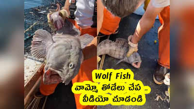 Wolf Fish : వామ్మో తోడేలు చేప .. ఎలా ఉందో .. వీడియో చూడండి 