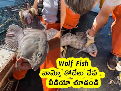 Wolf Fish : వామ్మో తోడేలు చేప .. ఎలా ఉందో .. వీడియో చూడండి