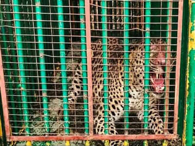 leopard captured in mysuru: ಮೈಸೂರು ಜನತೆಗೆ ಉಪಟಳ ನೀಡ್ತಿದ್ದ ಚಿರತೆ ಕೊನೆಗೂ ಸೆರೆ..