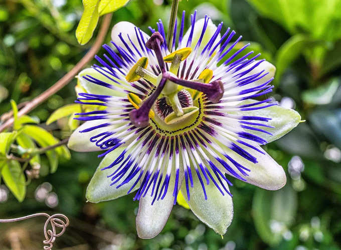 passion flower