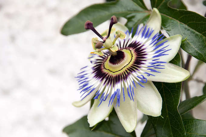 passion flower