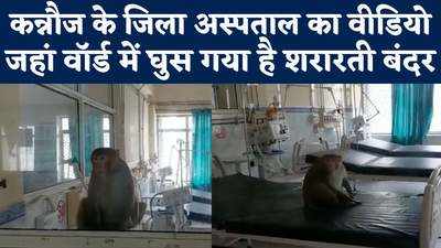 Kannauj Viral Video: वॉर्ड में घुसकर कब्जा कर बैठा बंदर, यूपी के जिला अस्पताल की ऐसी हालत