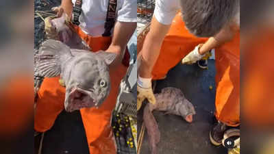 Sea Monster Video: समुद्री राक्षस वुल्फ फिश की ताकत को देखिए, जाल में फंसी दूसरी मछलियों को जबड़े में दबा मार डाला