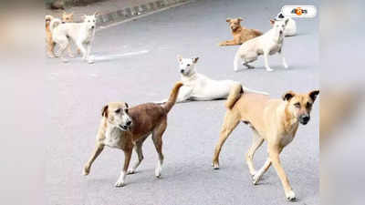 Street Dog: পথের কুকুর-বিড়ালরা একেবারেই ভালো নেই ভারতে, বলছে সমীক্ষা