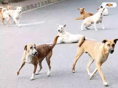 Street Dog: পথের কুকুর-বিড়ালরা একেবারেই ভালো নেই ভারতে, বলছে সমীক্ষা