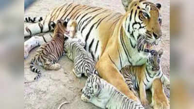 Bihar Tigers News: अब 9 बाघों की दहाड़ से गूंजेगा पटना, सीएम नीतीश रखेंगे बाघिन सरिता के बच्चों का नाम