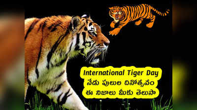 International Tiger Day : నేడు పులుల దినోత్సవం .. ఈ నిజాలు మీకు తెలుసా