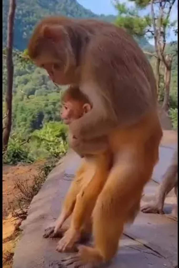 నెటిజన్ల హాట్ డిబేట్ (Monkey Heimlich Maneuver Performance)