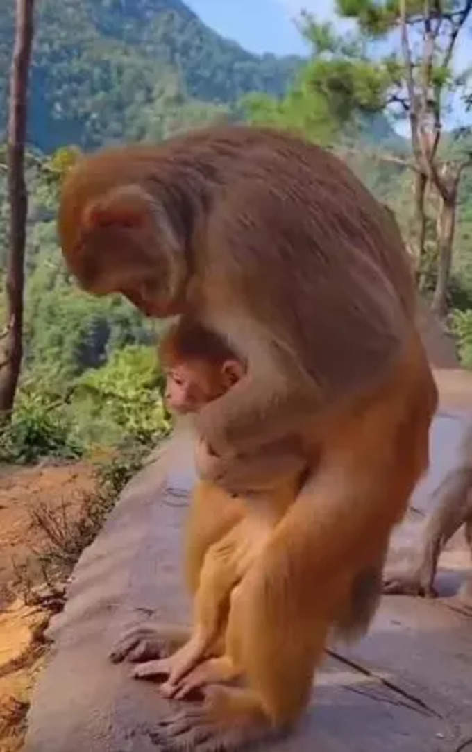 డాక్టర్ గా మారిన తల్లి కోతి (Monkey doing Heimlich Maneuver)