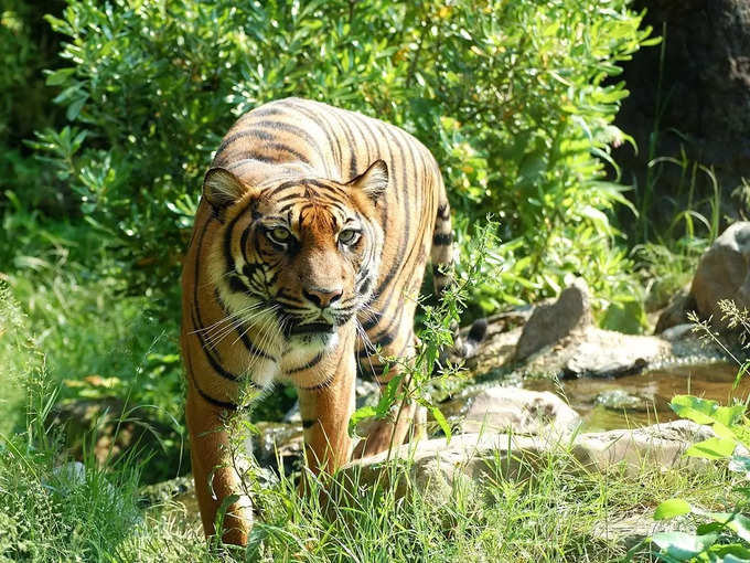 सरिस्का राष्ट्रीय उद्यान - Sariska National Park