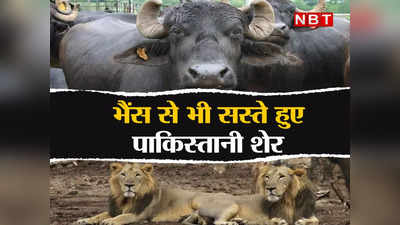 Pakistan News: शेरों को पालने में फेल हुआ पाकिस्तान, भैंस से भी कम कीमत पर बिक रहे जंगल के राजा
