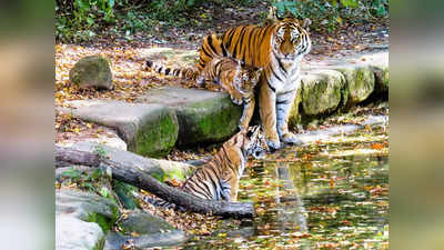 International Tiger Day 2022 : ಭಾರತದ ಈ ರಕ್ಷಿತಾರಣ್ಯಗಳಲ್ಲಿ ಹುಲಿಗಳ ಖುಷಿಯ ಬದುಕಿನ ಕ್ಷಣವನ್ನು ಕಣ್ತುಂಬಿಕೊಳ್ಳಬಹುದು