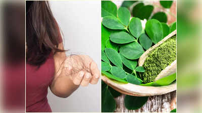 Moringa Hair Benefits: প্রতিদিন মুঠো মুঠো চুল উঠে যাচ্ছে? মাত্র ২ সপ্তাহেই ঘন কালো চুল ফিরিয়ে দেবে আপনার পরিচিত এই পাতা