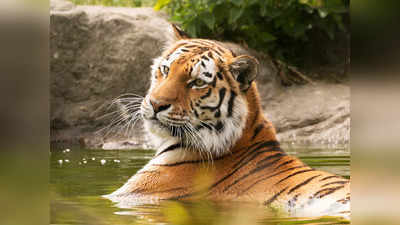 International Tiger Day 2022: দেশের এই ৫ টাইগার রিজার্ভ সম্পর্কে অনেকেই জানেন না, জঙ্গল সাফারির জন্য বিখ্যাত