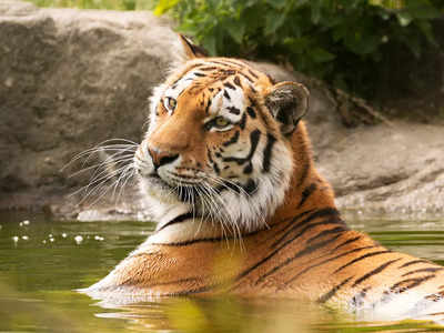 International Tiger Day 2022: দেশের এই ৫ টাইগার রিজার্ভ সম্পর্কে অনেকেই জানেন না, জঙ্গল সাফারির জন্য বিখ্যাত