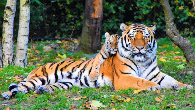 সরিস্কা টাইগার রিজার্ভ, রাজস্থান-Sariska Tiger Reserve, Rajasthan