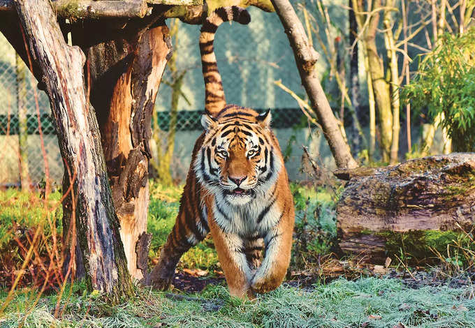 ​তাডোবা-আন্ধারী টাইগার রিজার্ভ, মহারাষ্ট্র-Tadoba-Andhari Tiger Reserve, Maharashtra