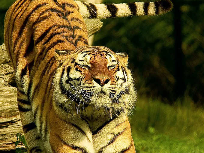 পেরিয়ার টাইগার রিজার্ভ, কেরালা-Periyar Tiger Reserve, Kerala