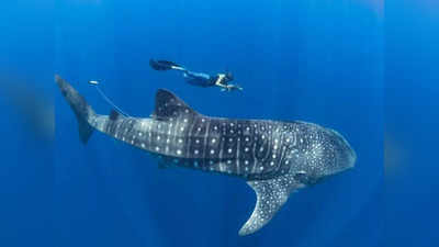 Whale shark: दुनिया की सबसे बड़ी शार्क मछली खाती है घास-फूस! नई रिसर्च से बदल गया सबकुछ