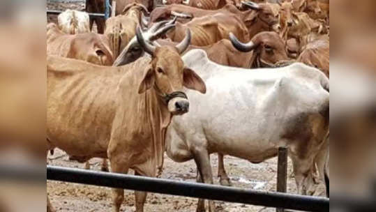 चार रुपये लीटर दरानं गोमूत्र खरेदी; काँग्रेस सरकार असलेल्या राज्याचा मोठा निर्णय