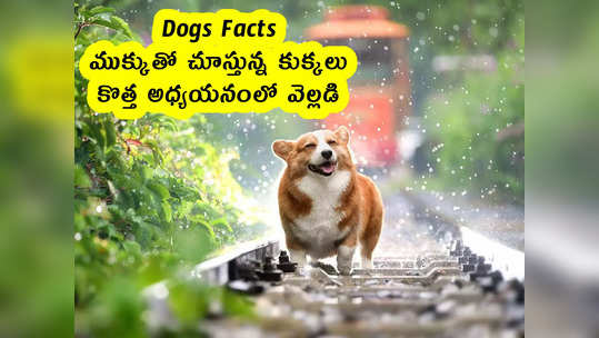 Dogs Facts : ముక్కుతో చూస్తున్న కుక్కలు .. కొత్త అధ్యయనంలో వెల్లడి 