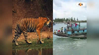 Tiger Day 2022: ব্যাঘ্র দিবস উদযাপনে মাতল সুন্দরবন, বিশেষ অনুষ্ঠান ম্যানগ্রোভের জঙ্গলে