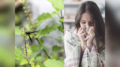 Ayurvedic Tips: বৃষ্টিতে ভিজে সর্দি-কাশিতে জেরবার? সুস্থ থাকতে মেনে চলুন আয়ুর্বেদ এই টোটকা