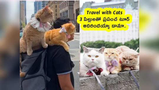 Travel with Cats : 3 పిల్లులతో ప్రపంచ టూర్ .. అదిరిందయ్యా డానూ.. 