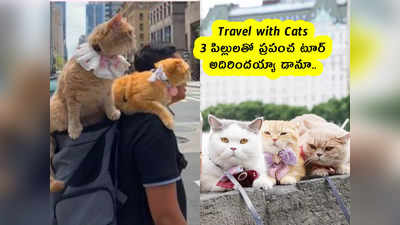 Travel with Cats : 3 పిల్లులతో ప్రపంచ టూర్ .. అదిరిందయ్యా డానూ.. 