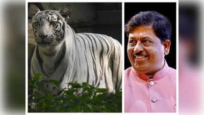 International Tiger Day: ಮೊಮ್ಮಗನ ಹೆಸರಲ್ಲಿ ಬಿಳಿ ಹೆಣ್ಣು ಹುಲಿ ದತ್ತು ಪಡೆದ ಸಚಿವ ನಿರಾಣಿ..!