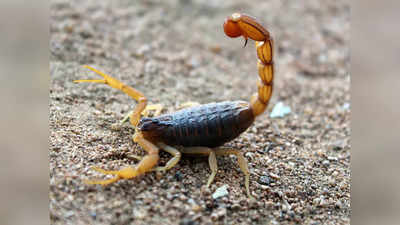 Scorpio August Horoscope: অর্থলাভ, বিদেশ-যাত্রার যোগ! অগাস্ট কেমন কাটবে বৃশ্চিকের জাতকদের?